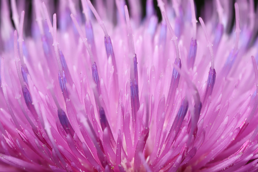 Close-up of a fluffy fuchsia-purple flower.