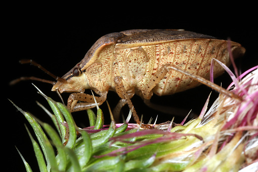 Profile view of a large brown Hemipteran on a purple flower blossom against a black background