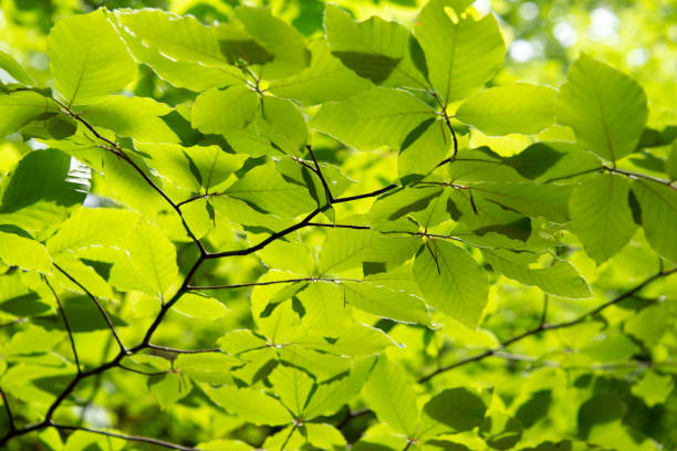 istock Green leaves lightened by the spring sun. Nature background. 1332602152