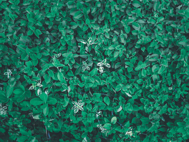 Greenery background, green color of nature plant and leaf environment greenery concept