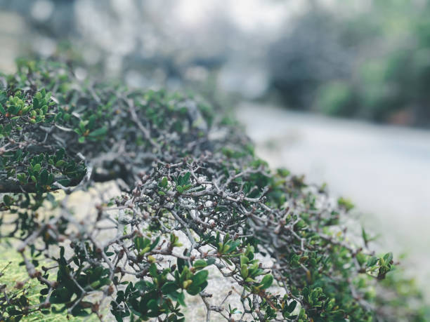 istock Greenery background of nature plant and leaf 1332602882