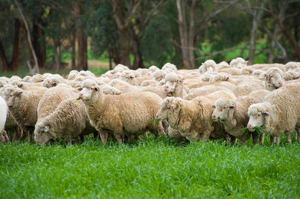pâturage de moutons mérinos. - sheep flock of sheep herd sheep herd photos et images de collection