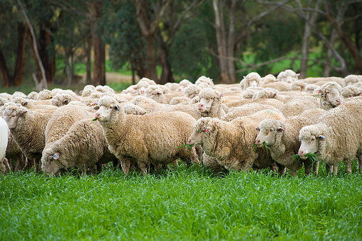 Merino sheep grazing.