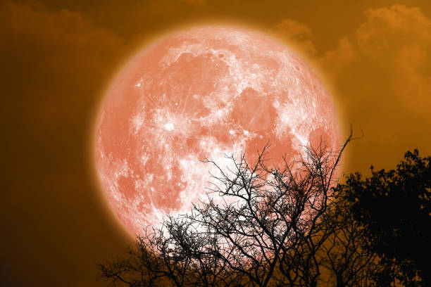 full sturgeon blood moon and silhouette tree in the night sky full sturgeon blood moon and silhouette tree in the night sky, Elements of this image furnished by NASA red full moon stock pictures, royalty-free photos & images