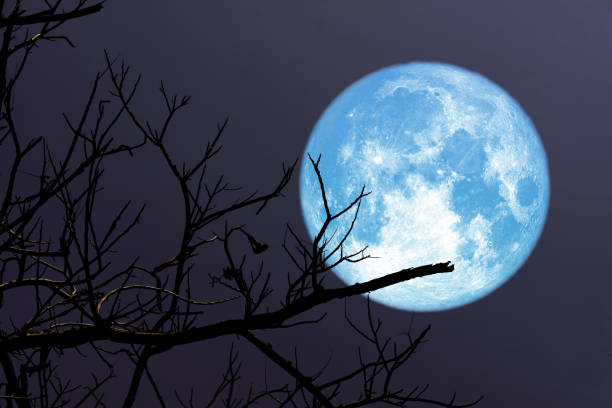 istock Super blue moon and silhouette branch tree in the night sky 1332607576