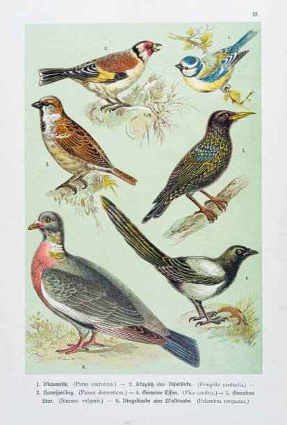 stockillustraties, clipart, cartoons en iconen met birds - blue tit, goldfinch, house sparrow, magpie, starling, wood pigeon illustration 1888 - house sparrow