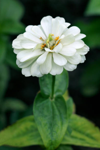 istock Zinnia elegans flower, white zinnia close - up view 1332610788