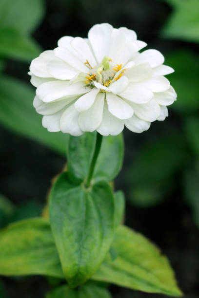 istock Zinnia elegans flower, white zinnia close - up view 1332610792