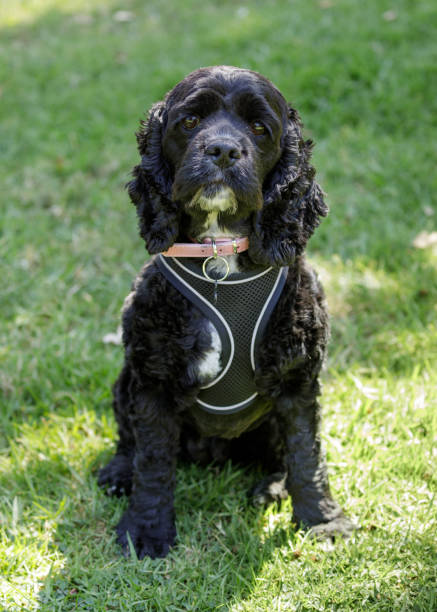 stuffed cocker spaniel black