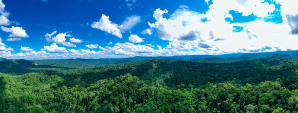 panorama aéreo, um fundo exuberante de uma floresta tropical com um céu brilhante e nuvens lançando sua sombra sobre o dossel de árvores verdes - treetop sky tree tree canopy - fotografias e filmes do acervo