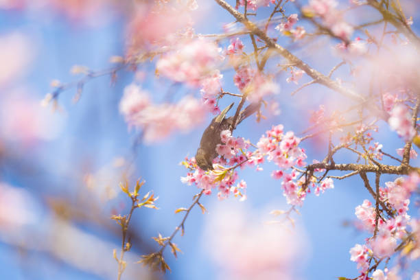 istock Bulbul birds with cherry blossoms in spring 1332619226