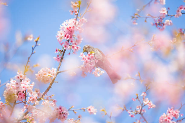 istock Bulbul birds with cherry blossoms in spring 1332619261