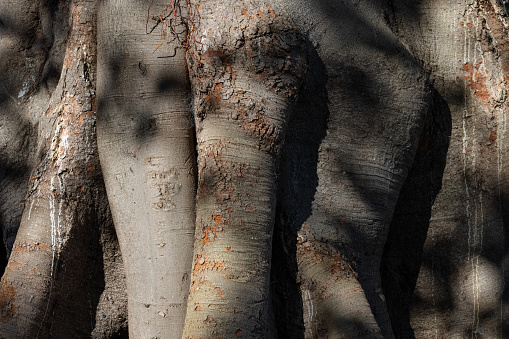 Close up on an old tree trunk.