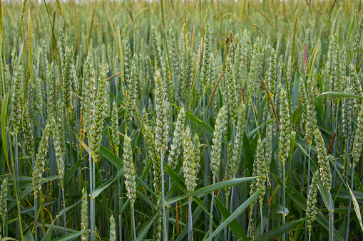 Fresh ears of young green wheat for natural background with copy space