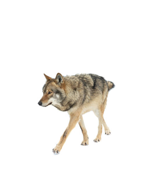 istock walking gray wolf on snow isolated on white background 1332627119