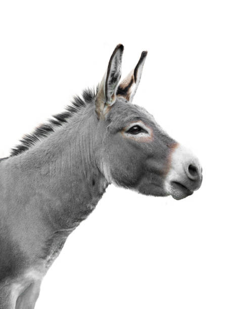 istock donkey portrait isolated on white background 1332627143