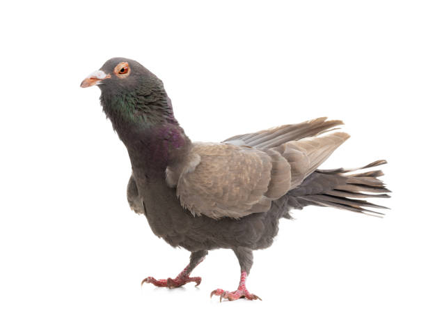 istock dove dragon isolated on white background 1332627159
