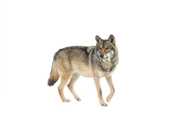 istock walking gray wolf on snow isolated on white background 1332627167