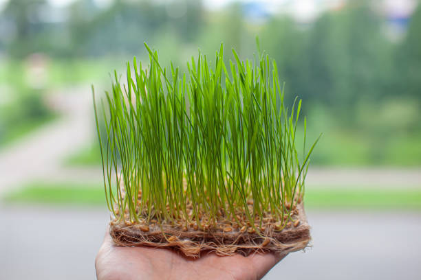istock Sprouted wheat grains, micro-green in the hand close-up. 1332629472