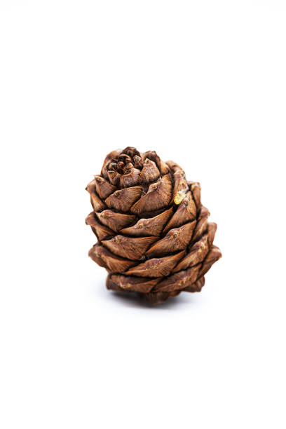 cone de cedro com pinheiro isolado em um branco. - pine nut tree pine tree pine cone - fotografias e filmes do acervo