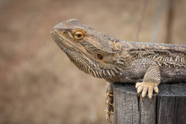istock Wild Bearded Dragon Detail 1332631234