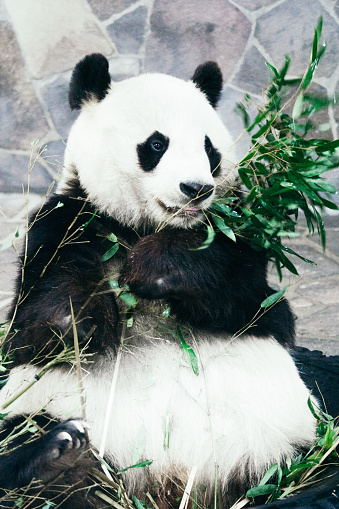 Panda eating bamboo grass