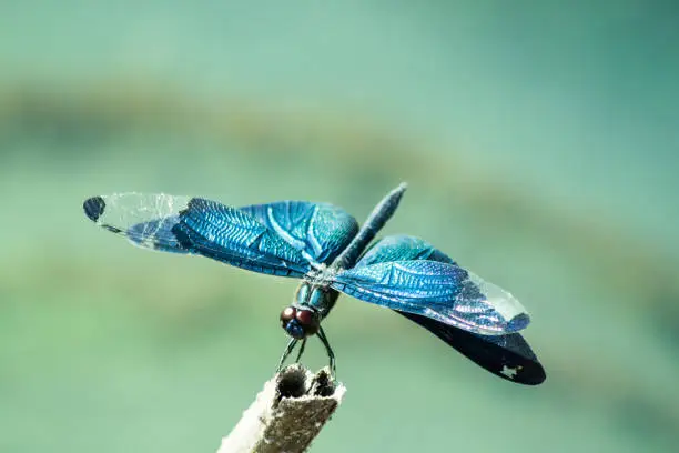 Photo of Rhyothemis fuliginosa