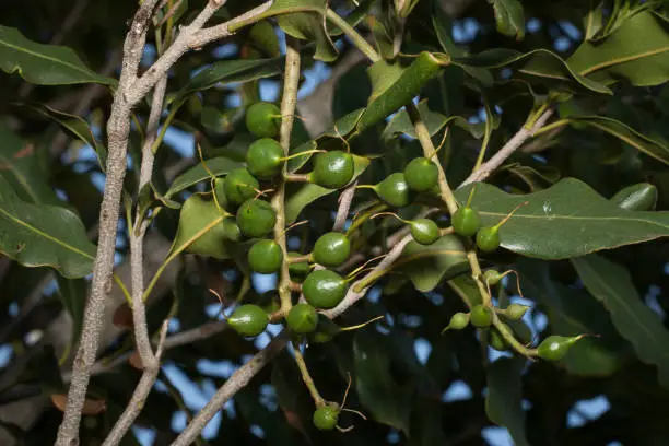Young Macadamia nuts, Australian native food crop,still with a lot of growth to go before they ripen.
