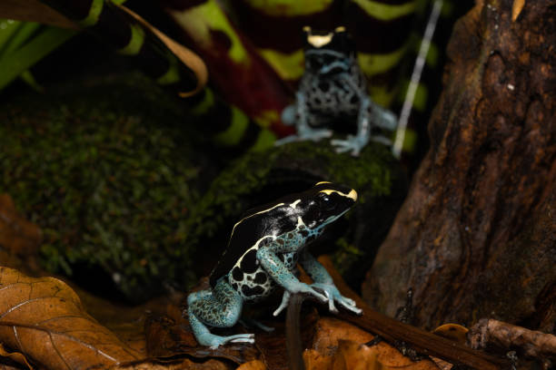 Dyeing poison dart frog on leaf litter