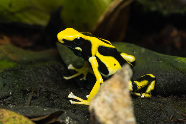 istock Dyeing poison arrow frog 