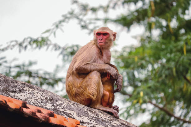 Monkey sitting on the wall , Rhesus macaque Monkey stock photo