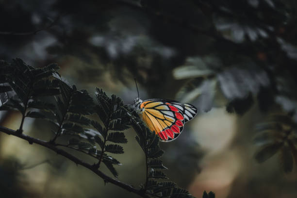 Beautiful Butterfly sitting on the leaf stock photo
