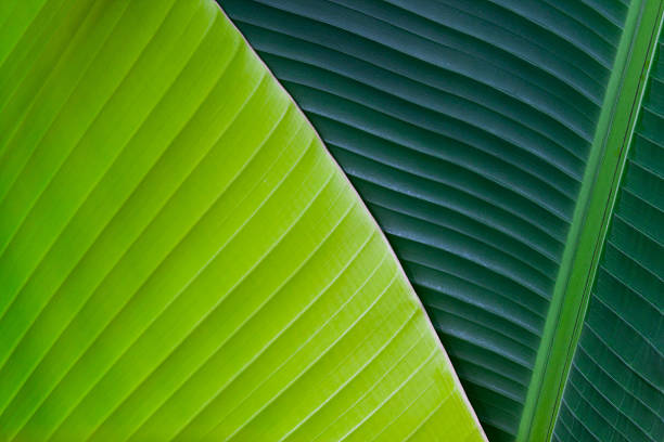 Green leaves stock photo