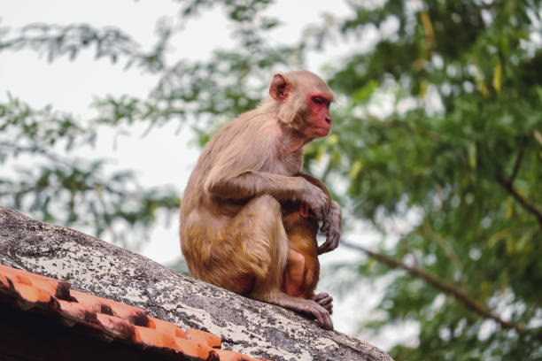 Monkey sitting on the wall , Rhesus macaque Monkey stock photo