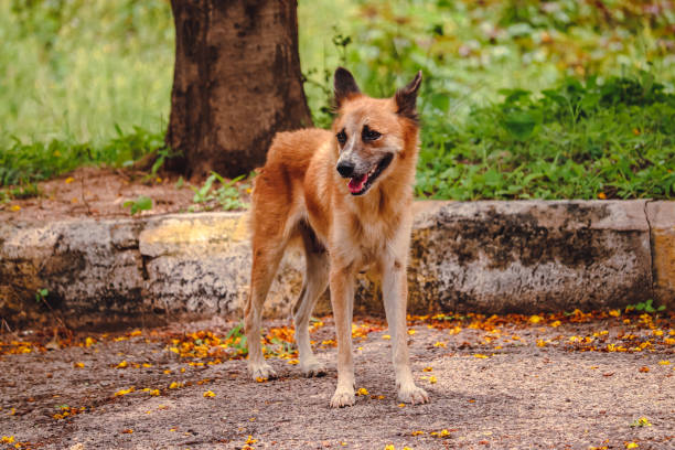 Dog sitting on the ground in park stock photo