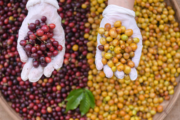 Fresh coffee cherry beans background stock photo
