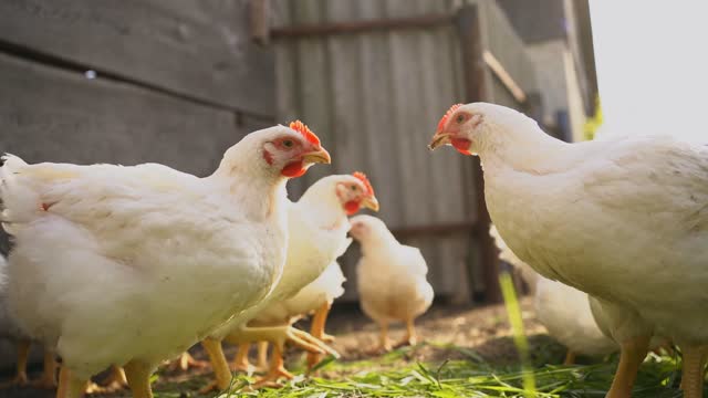 Young white chickens and roosters walk free-range and  peck grass . Poultry farming, home farm.Domestic birds.Organic farming Concept.