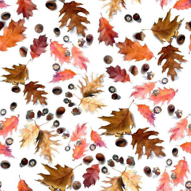 nahtloses muster aus roten blättern und eicheln aus kanadischer nordeiche auf weißem hintergrund - leaf white background beech leaf branch stock-grafiken, -clipart, -cartoons und -symbole