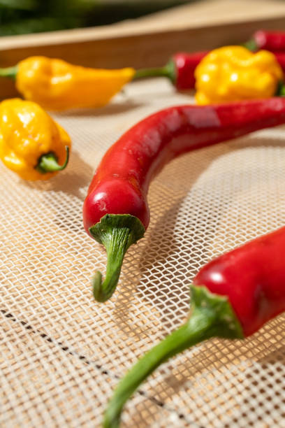 Selective focus. Close up shot of beautiful, shiny red and yellow or orange chili peppers drying in the sun in a net tray. Home grown spices and food.