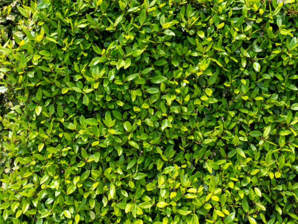 istock Natural background of shrub leaves. 1332633821