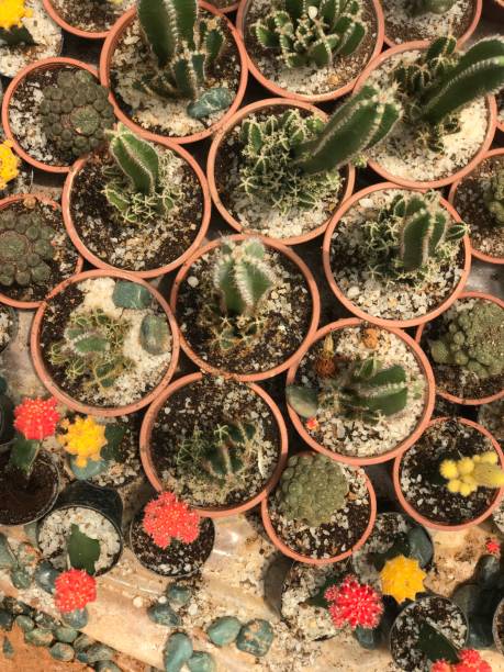 istock Ornamental cactus top view shot 1332634193
