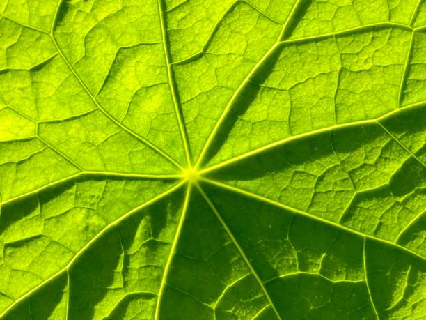 istock Closeup of backlit green leaf with veins 1332635513