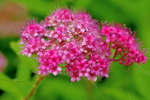 Spiraea japonica, commonly called Japanese spirea or Japanese meadowsweet, is a dense, upright, mounded deciduous shrub that grow 1-2 meter tall. Tiny pink flowers in flat-topped clusters cover the foliage from late spring to early summer, with sparse and intermittent repwat bloom sometimes occurring.