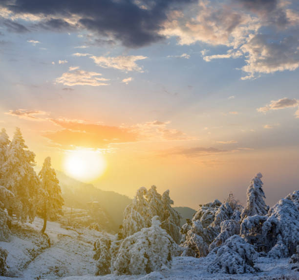 istock snowbound pine forest at the sunset, winter forest natural background 1332639106