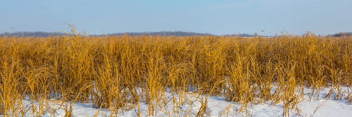 prairie covered by snow, natural winter scene