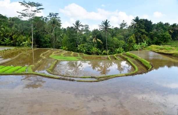 istock Rice terrace paddy field with small rice plants 1332639879