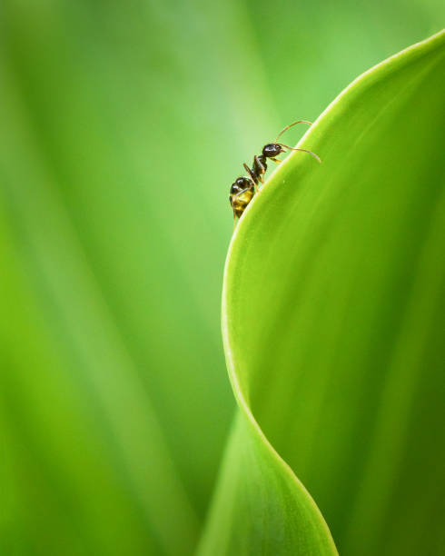 An ant walking on the edge of green lily leaf, vertical format