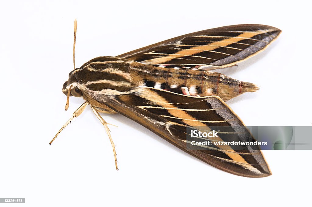 White-lined Sphinx Moth - Zbiór zdjęć royalty-free (Neutralne tło)