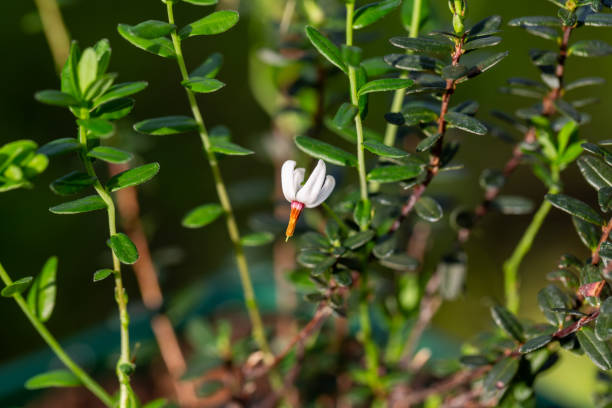 close-up of a garden flower Vaccinium macrocarpon in the garden Close-up of the slightly pink flower of an American cranberry, Vaccinium macrocarpon. High quality photo bearberry stock pictures, royalty-free photos & images