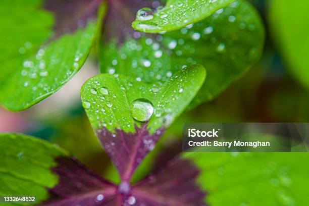 Macro Photo Of Rain Drops On A Oxalis Depp Clover Leaf Stock Photo - Download Image Now